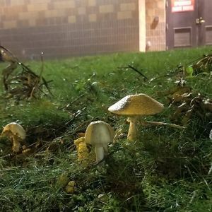 Meet your Posher, Mihyun